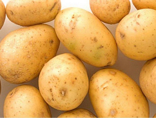 Картофель семенной сорта Ривьера