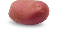 Картофель семенной сорта Мемфис