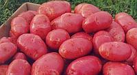 Картофель семенной сорта Ред Скарлет