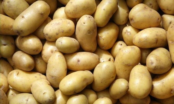 Картофель семенной сорта Скарб