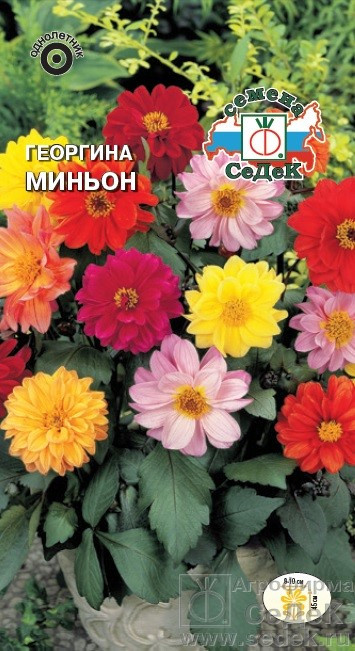 Георгина Миньон, 0,2 г
