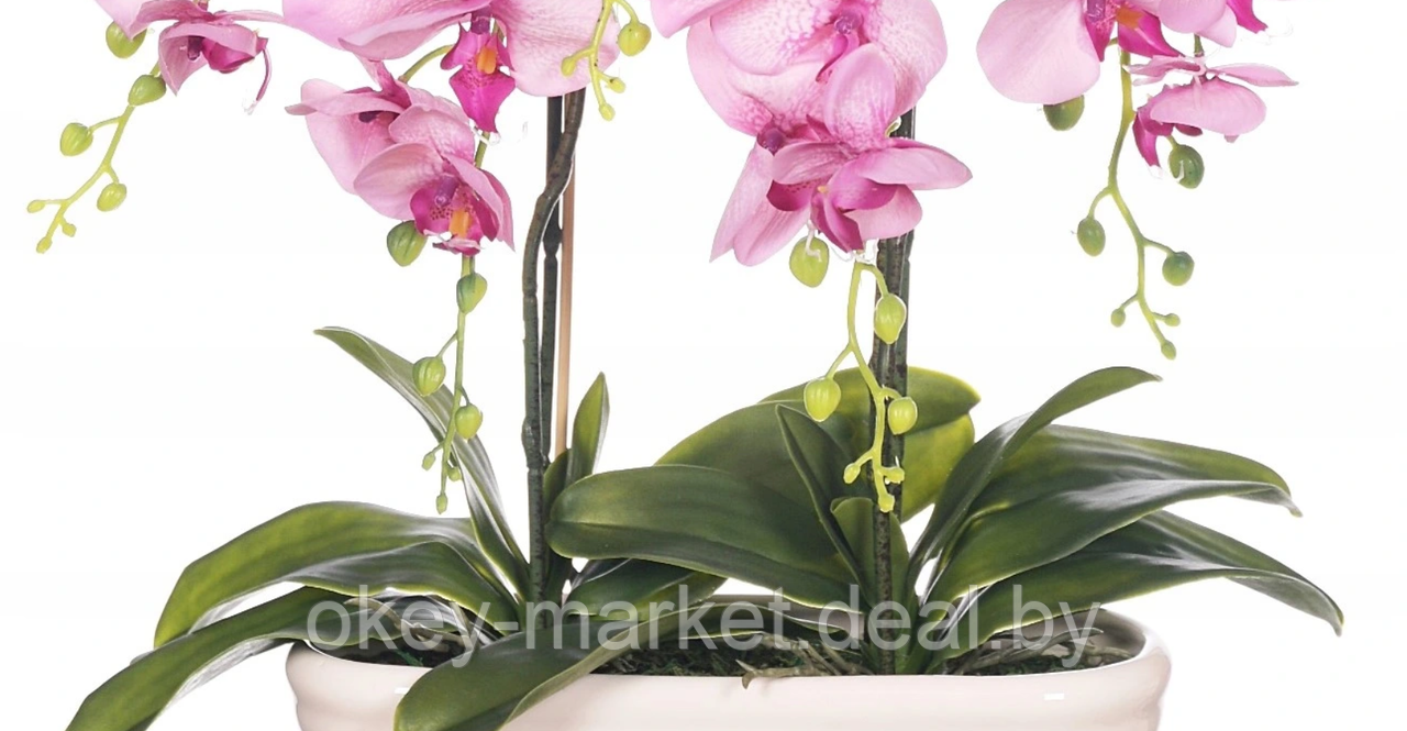 Цветочная композиция из орхидей в горшке R-832 - фото 4 - id-p147752428