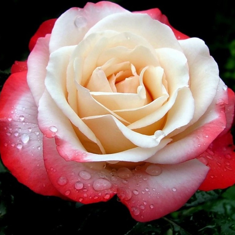 Роза чайно-гибридная "Дессе", С3 - фото 1 - id-p147901867