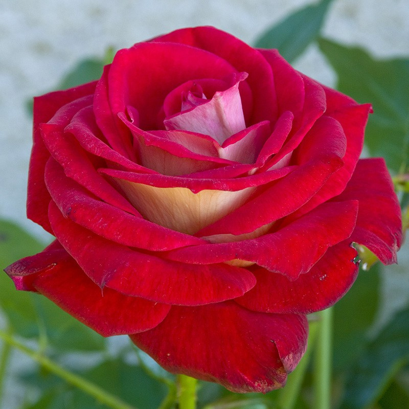 Роза чайно-гибридная "Биколетте", С3