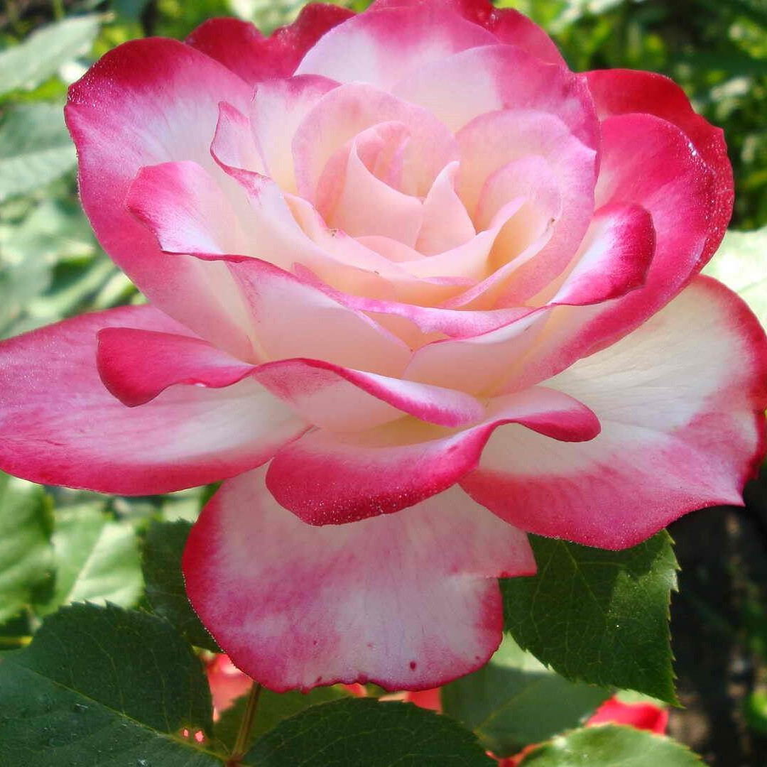 Роза флорибунда "Принцесса Монако", С3 - фото 1 - id-p147914469