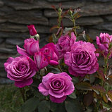 Роза парковая "Лила Вандер", С3, фото 2