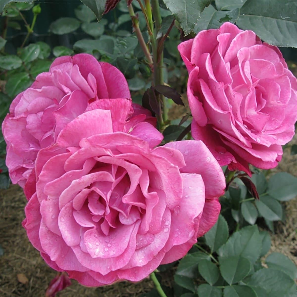 Лила Уандер Парковая роза