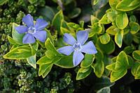 Барвинок малый Вариегата (Vinca minor Variegata) рр2