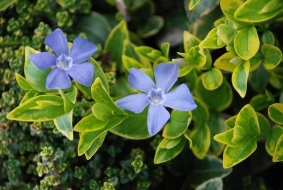 Барвинок малый Вариегата (Vinca minor Variegata) рр2 - фото 1 - id-p148158768