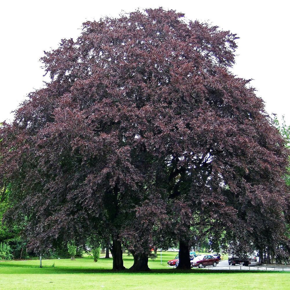 Бук лесной "Атропуницеа" (Fagus sylvatica "Atropunicea") С7,5 - фото 1 - id-p148158845