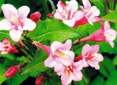 Вейгела гибридная "Styriaca" (Weigela) С5 - фото 1 - id-p148161369