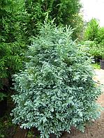 Кипарисовик горохоплодный Булевард (Chamaecyparis pisifera) С5