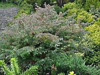 Кипарисовик горохоплодный Ломбартс (Chamaecyparis pisifera Squarrosa Lombarts) С7,5