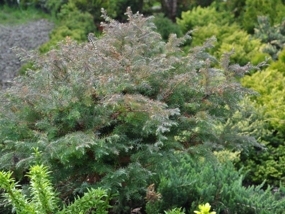 Кипарисовик горохоплодный Ломбартс (Chamaecyparis pisifera Squarrosa Lombarts) С7,5 - фото 1 - id-p148166883