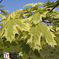 Клён остролистный "Drummondi" (Acer platanoides) С20