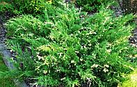 Можжевельник китайский "Expansa Variegata" (Juniperus chinensis) C5