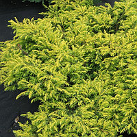 Можжевельник обыкновенный "Depressa Aurea" (Juniperus communis) C3