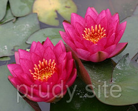 Nymphaea 'James Brydon' -  Нимфея Джеймс Брайдон