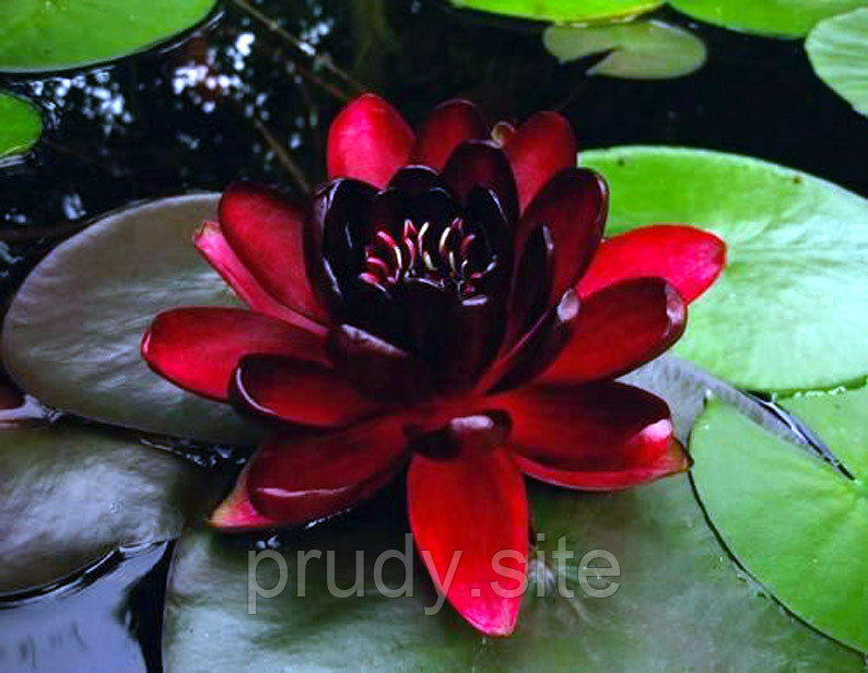 Nymphaea Black prinses Кувшинка "Черная принцесса"средняя - фото 1 - id-p12552373