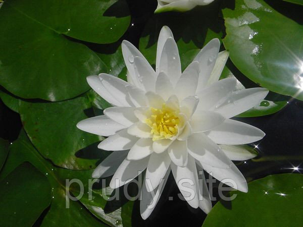 Nymphaea Perry Double white - "Пэррис Дабл Вайт" 