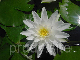 Nymphaea Perry Double white - "Пэррис Дабл Вайт" 