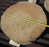 Торцевой срез дуба высота 170, диаметр 400-600 мм.Пиленный., фото 3