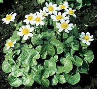 Caltha palustris alba - Калужнца болотная белая