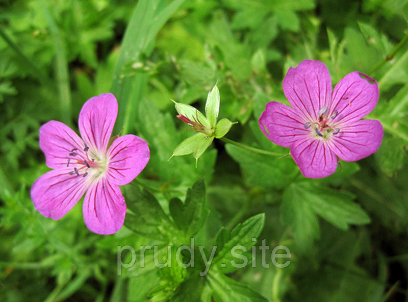 Geranium palustris - Герань болотная