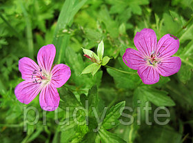 Geranium palustris - Герань болотная