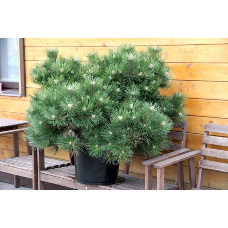 Сосна черная "Хорнибрукиана" (Pinus nigra Hornibrookiana) С5 - фото 1 - id-p148240942