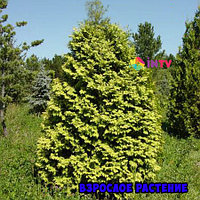 Туя западная "Wareana Lutescens" (Thuja occidentalis), С7,5