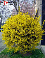 Форзиция промежуточная "Variegata" (Forsythia x intermedia) С2