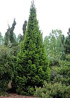 Пихта белая "Pyramidalis" (Abies alba "Pyramidalis"), С5