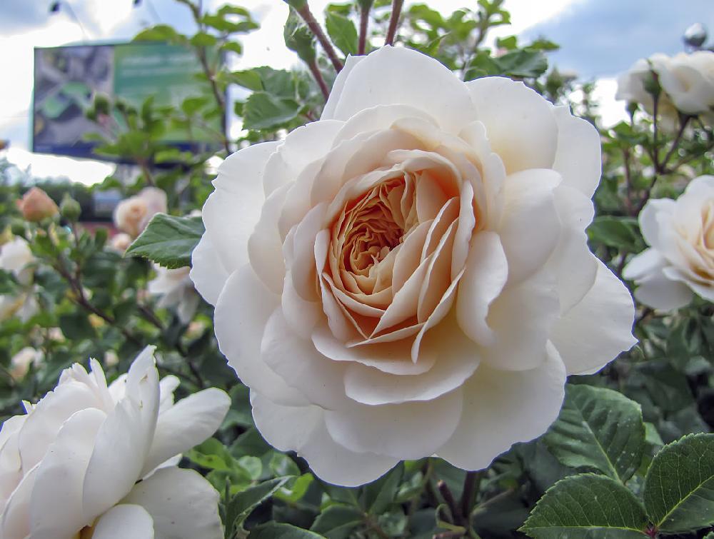 Роза Крокус Роуз (Crocus Rose), C2 - фото 1 - id-p148448498