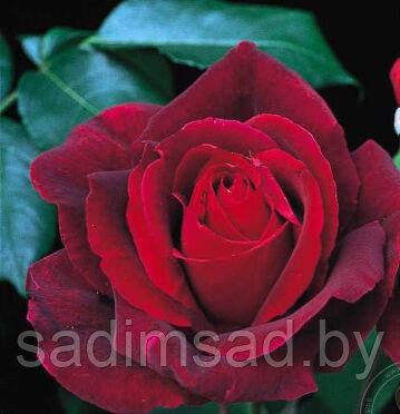 Роза " Мистер Линкольн" (Rose Mr Lincoln)