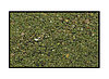 Прикормка "TRAPER" "Sekret" Lin–Karaś zielony marcepan (линь-карась, зеленый марципан), фото 2