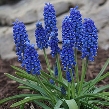 Мускари армянский (Muscari armeniacum), Р9