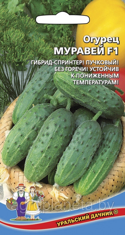 Огурец МУРАВЕЙ F1,10шт