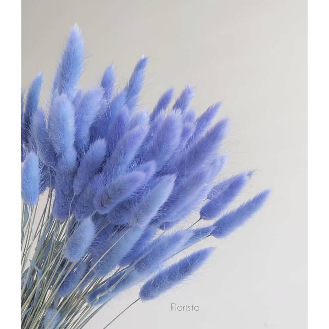 Лагурус, сухоцвет, цвет лавандовый, в упаковке 120-150 штук
