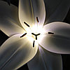 Светильник "Лилия белая" 60х100 см, фото 4
