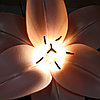 Светильник "Лилия розовая" 50х93 см, фото 4