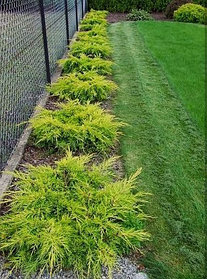 Можжевельник средний "олд голд"