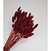 Лагурус, сухоцвет, цвет бордовый, в упаковке 120-150 штук, фото 2