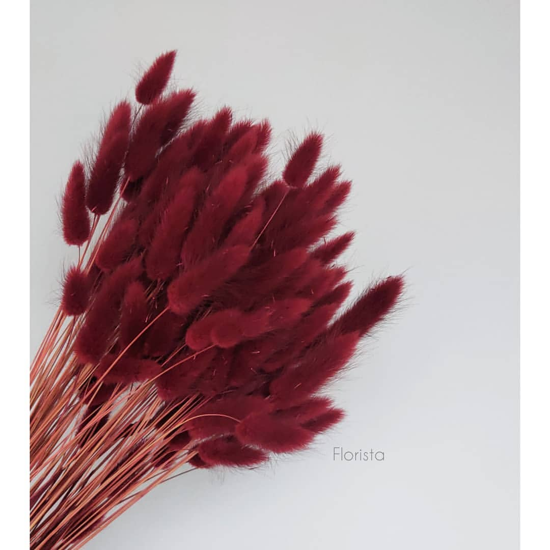Лагурус, сухоцвет, цвет бордовый, в упаковке 120-150 штук