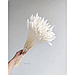 Лагурус, сухоцвет, цвет белый, в упаковке 110-150 штук, фото 2