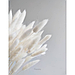 Лагурус, сухоцвет, цвет белый, в упаковке 110-150 штук, фото 3