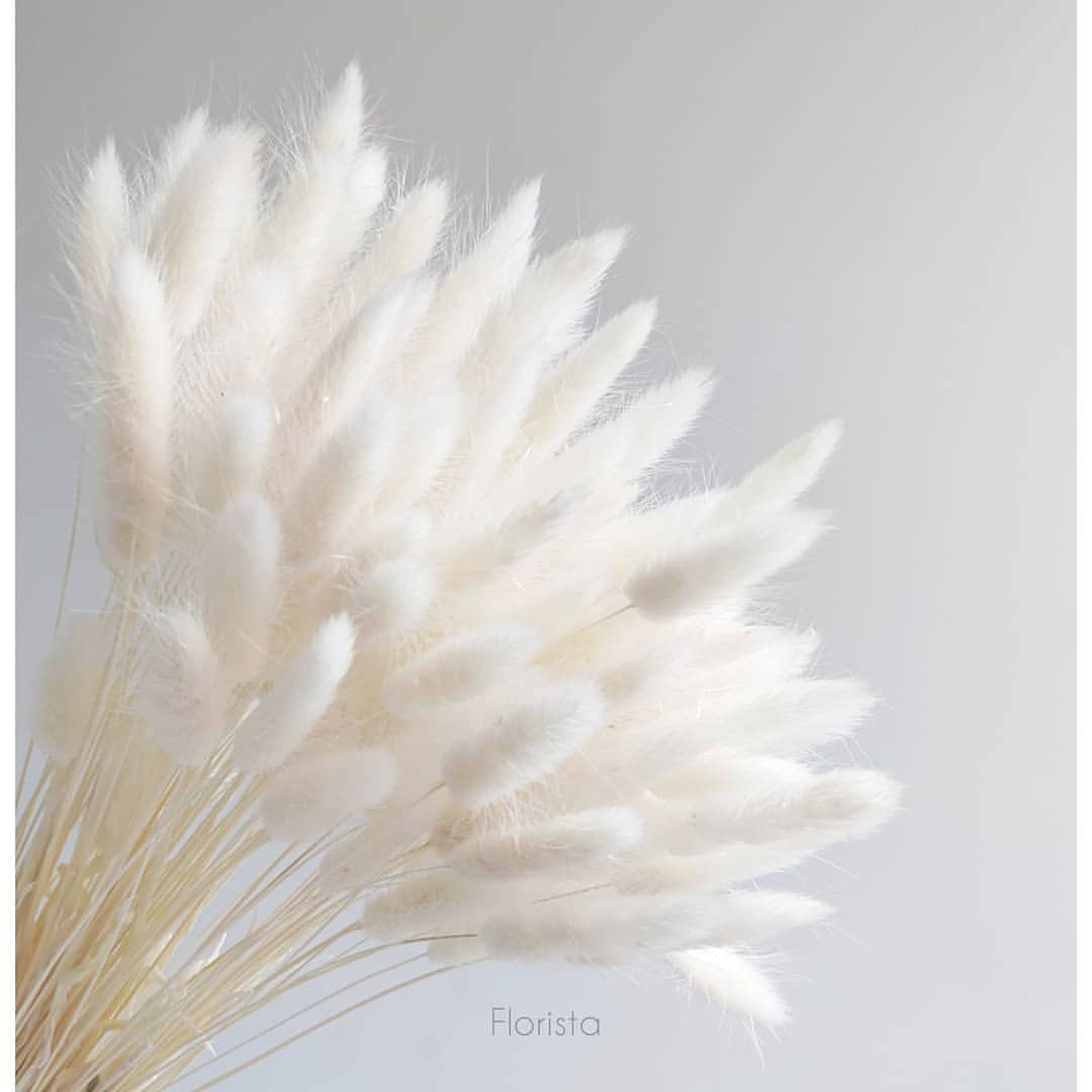 Лагурус, сухоцвет, цвет белый, в упаковке 110-150 штук