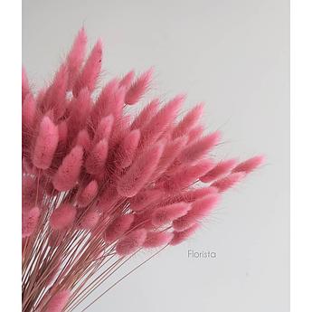 Лагурус, сухоцвет, цвет античный розовый, в упаковке 120-150 штук