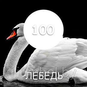Резиновая краска MAXIMA 11 кг, 100 Лебедь, фото 2