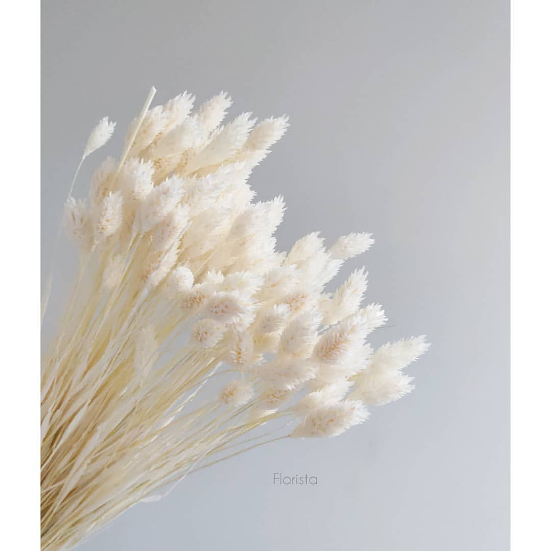 Фаларис, сухоцвет, цвет белый, в упаковке 90-100 штук - фото 2 - id-p130475764
